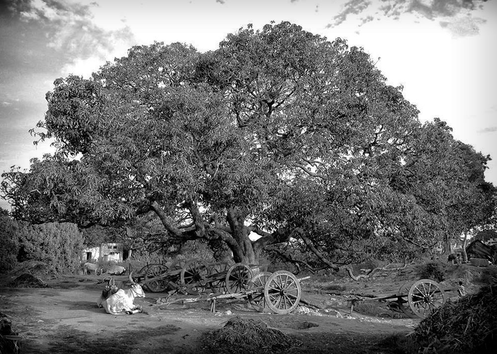 My Journey With Trees: Fascinating Photo Series By Dakshina Murthy